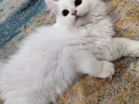 Erkek Chinchilla Hemen Teslim