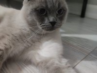 Uysal ve çocuk aşığı exotic shorthair