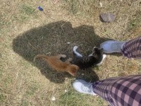 3 Eğitimli yavru kediler