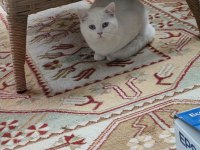 Bütün Eşyalarıyla Sahiplendirilecek British Shorthair