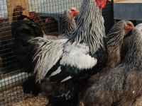 DARK BRAHMA KULUÇKALIK YUMURTA & CİVCİV