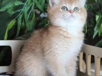 SAFKAN OYUNCU DİŞİ BRITISH SHORTHAIR HEMEN TESLİM