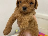 UYGUNA TOY POODLE BEBEKLER