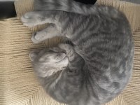 6 aylık sevimli dişi scottish fold
