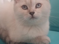 Güzel Kedilerimiz Yeni Yuvalarına Gitmeyi Bekliyor