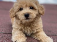 Ev üretimi bebekler maltipoo