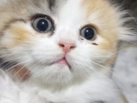 Scottish fold longhair