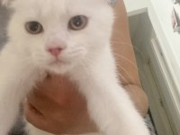 Kar beyaz british longhair