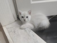 Safkan british shorthair silver dişi yavru