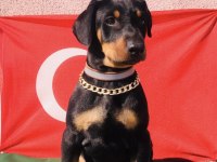 Harika Anatomi Üst Kalite Doberman Yavrular