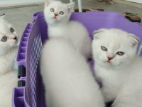 Blue point scottish fold yavrular