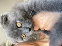 Scottish fold bebiş