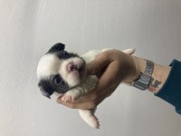 DİŞİ BLUE FLUFFY FRENCH BULLDOG