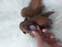 Kore toy poodle bebekler