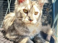 Dev Prenses Gloria Maine Coon