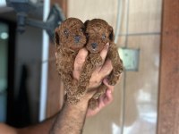 Red Poodle Yavru Köpekler