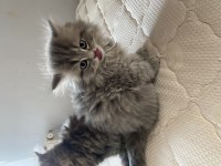 2.5 aylık british longhair yavrularımız