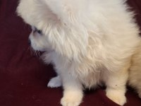 Yeni evlerine gitmeye hazır köpekler