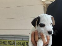 ORJİNAL JACK RUSSELL YAVRULAR 2 DİŞİ 2 ERKEK