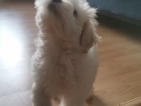 6 aylık köpeğimiz zeusu muzu mutlu bir yuva