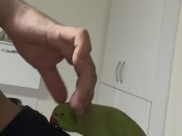 Full evcil konuşan pakistan papağanımız çiko