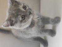 2 aylık british shorthair yavrular