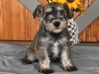 AŞILI SAĞLIK GARANTİLİ SCHNAUZER BEBEĞİMİZ