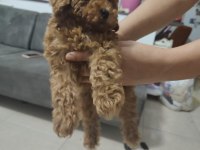 Toy poodle bebekleri