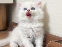 British longhair bebeklerimiz yeni yuvalarını arıyor