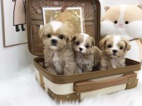 RESMİ İŞLETMEDEN MALTİPOO YAVRULARI