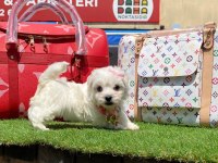 TATLI TADINDA MALTESE TERİER