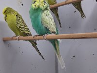 Show Jumbo Muhabbet Kuşu