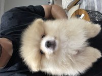 Wc Eğitimli Güzel Anatomili Bir Yavru Pomeranian