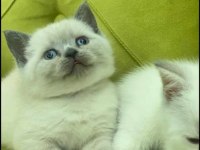 A KALİTE BLUEPOİNT LİNX POİNT BRİTİSH BEBEKLER