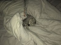 Scottish fold 2 yaşında