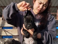 Cane corso yavrularımız çiftliğimızden