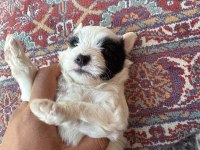 27 günlük köpekler