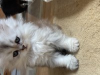 British longhair bebişler