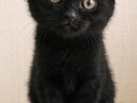 British shorthair silver