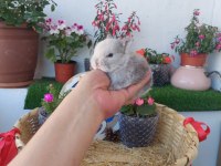 Cüce tavşan yavrusu