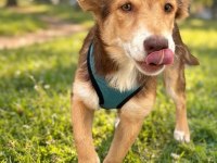 Köpeğimize Geçici Kalıcı Yuva
