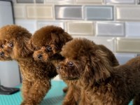 Kore Teacup Poodle Toy