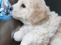 Tombiş maltipoo yavrular