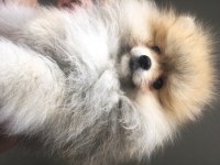 Ayıcık suratlı yoğun kürklü pomeranian aslan
