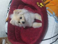 4 aylık dişi pomeranian
