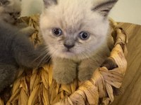 Blue point british shorthair