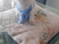 Blue point british shorthair yavrular