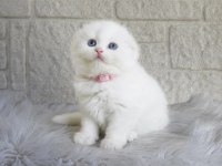 Irk Ve Sağlık Garantili Scottish Fold