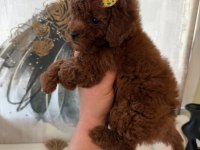 Toypoodle Yavrularımız