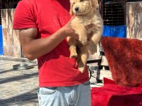 Golden retriever gerçek orjinal bebekler